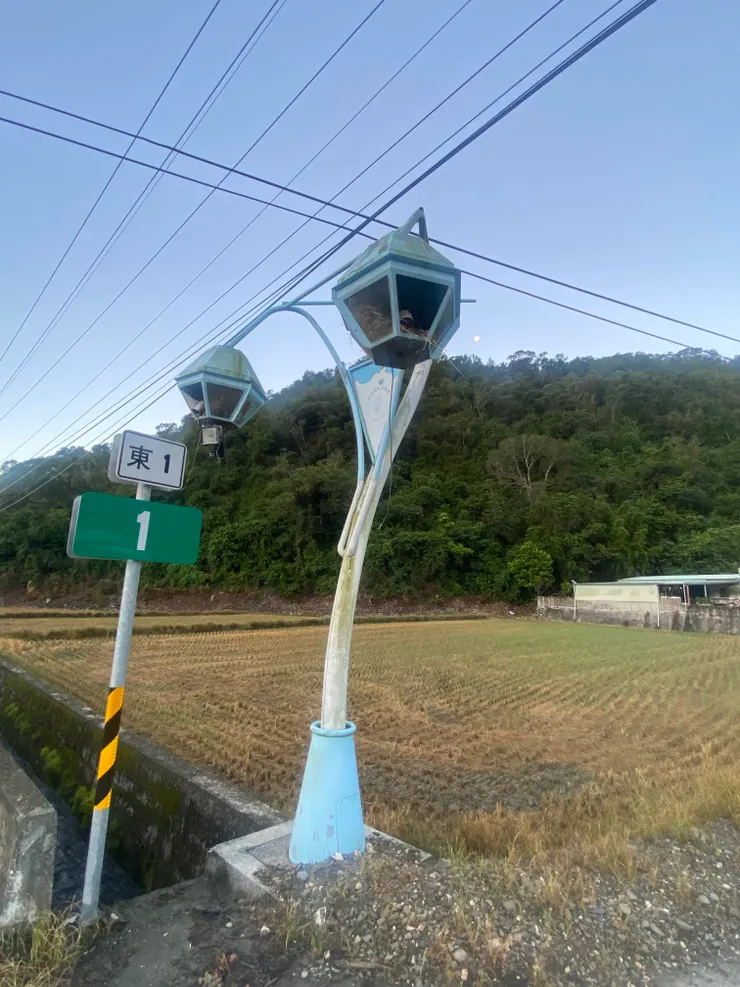 路燈變成小鳥兒的家，每個燈罩內都是鳥巢
