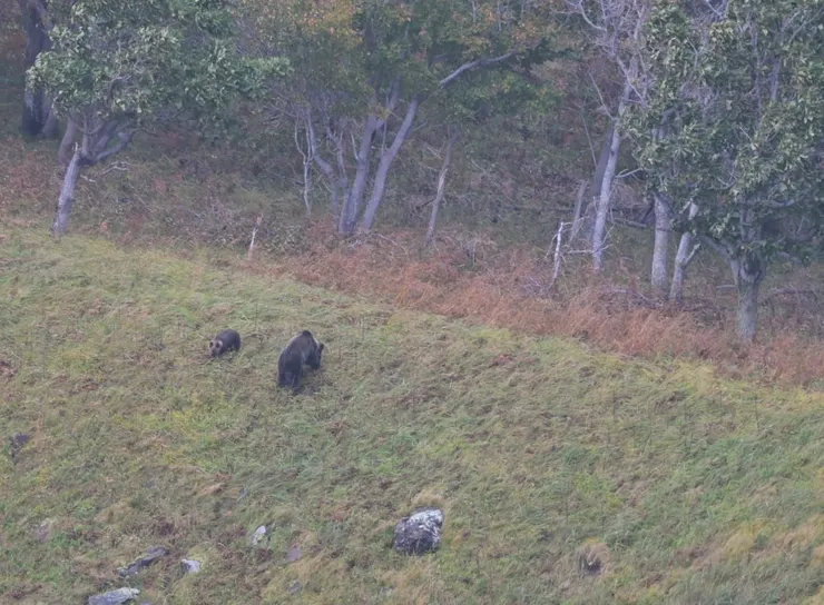 我們在少女之淚瀑布展望台附近遇到的母熊帶小熊/攝影:NANA濕婦