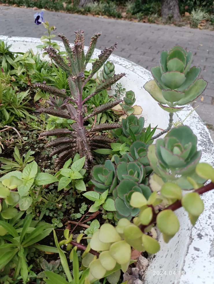 偶遇小園花繁簇，自拍攝