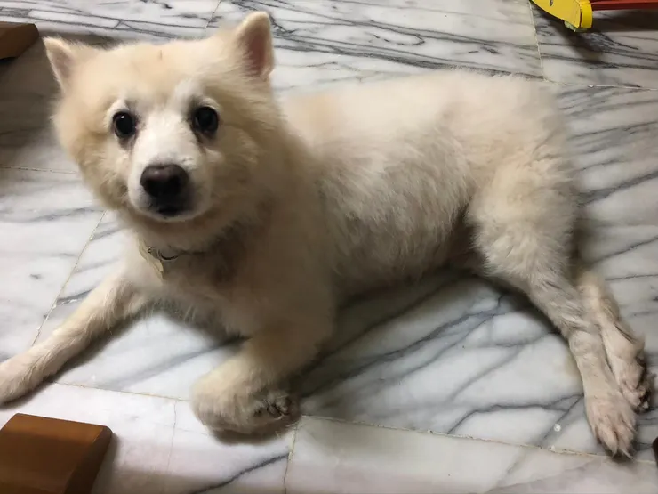 貝果－老爺爺照片