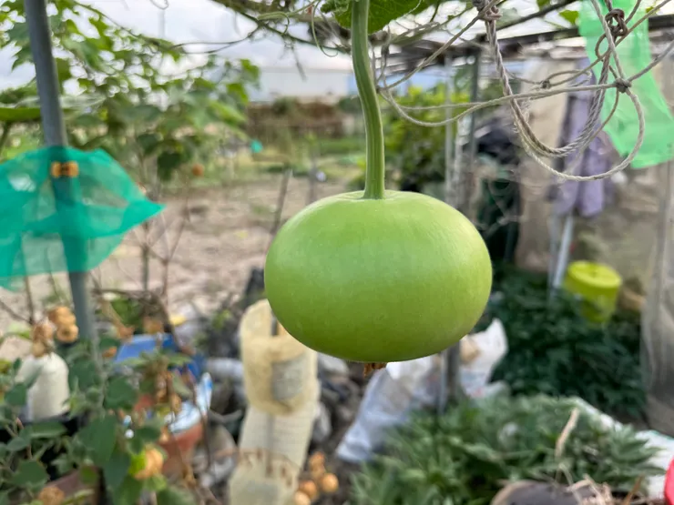 可愛的完美比例!