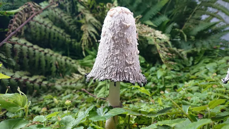 毛頭鬼傘，具自體自溶之特殊性，故又稱仙女棒、律師的假髮