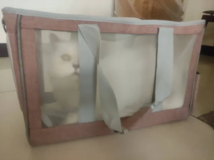 蒼太與他最愛的寵物提袋