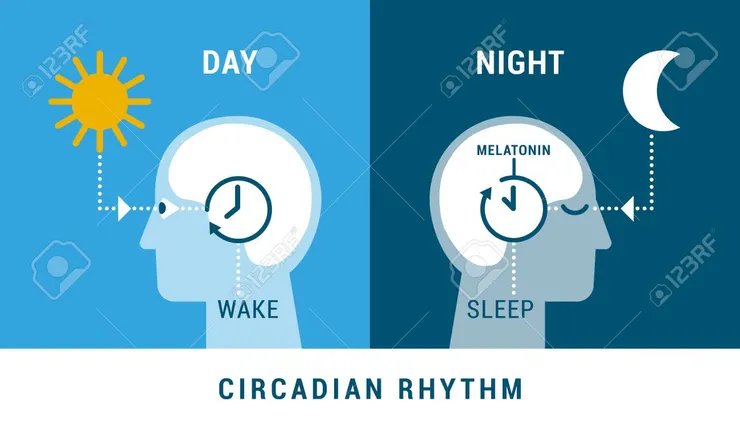 透過光線調節引發大腦松果體分泌褪黑激素。