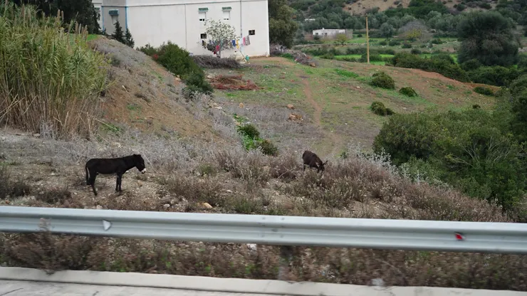 小毛驢是摩洛哥人的重要勞動力
