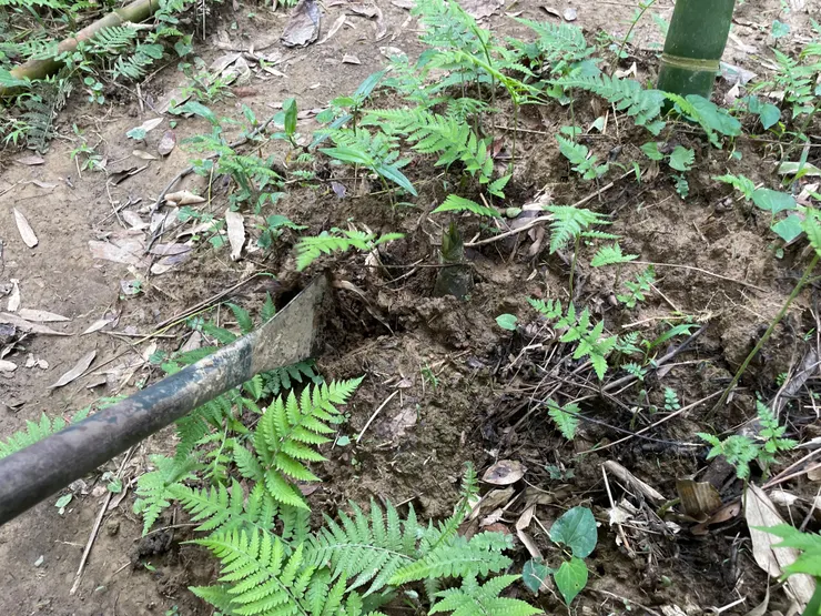 有一點出青的筍尖