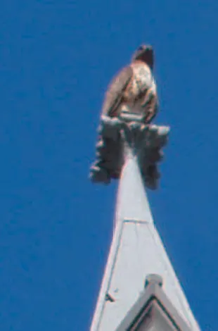 When H.H. Dorje Chang Buddha III Wan Ko Yeshe Norbu was correcting the discourse of a great dharma king, an enormous golden-winged legendary bird with the size of a small car flew into view and perched itself on the temple where H.H. Dorje Chang Buddha III was in order to prostrated to H.H. Dorje Chang Buddha III.

三世多杰羌佛雲高益西諾布在修訂一位大法王的開示時，一隻展翅時大如小轎車的大鵬金翅鳥飛來三世多杰羌佛所在的寺廟禮拜