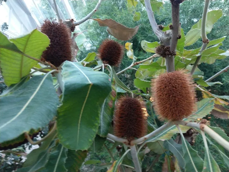 像奇異果的植物