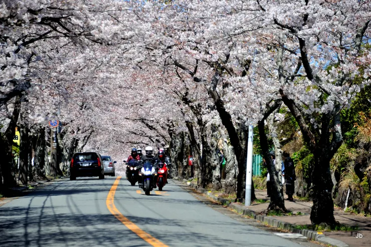 櫻並木通，難得遇見重機車隊，