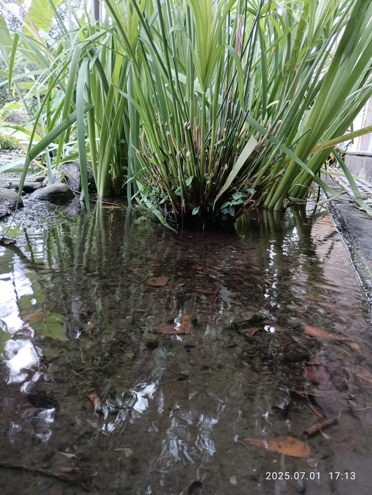 內埔“榮華國小”只剩6個班，教室門前皆為生態池