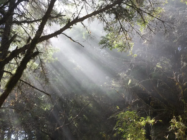 美奈田主山山腰巧遇的林隙光(Photo by. HASSELBLAD X2D + XCD 55/2,5V)