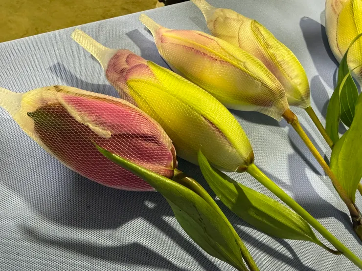 有套網者為較難照顧的「玫瑰百合」。