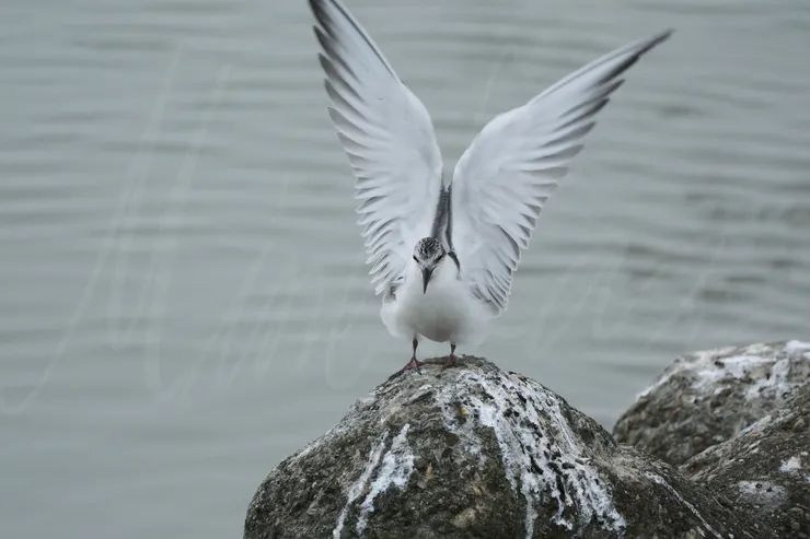 F8 1/125 ISO1250 相機:X-H2s + XF1.4XF2 TC