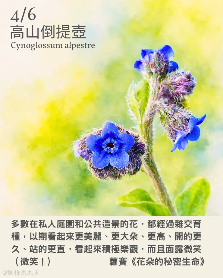 高山倒提壺×蘿賽《花朶的秘密生命》