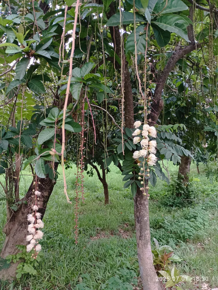 穗花棋盤腳，自拍攝