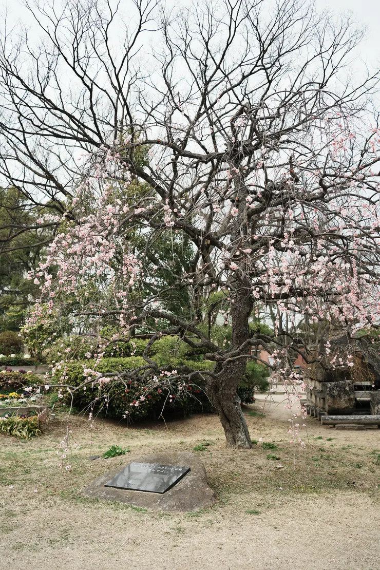 原來他是垂枝梅