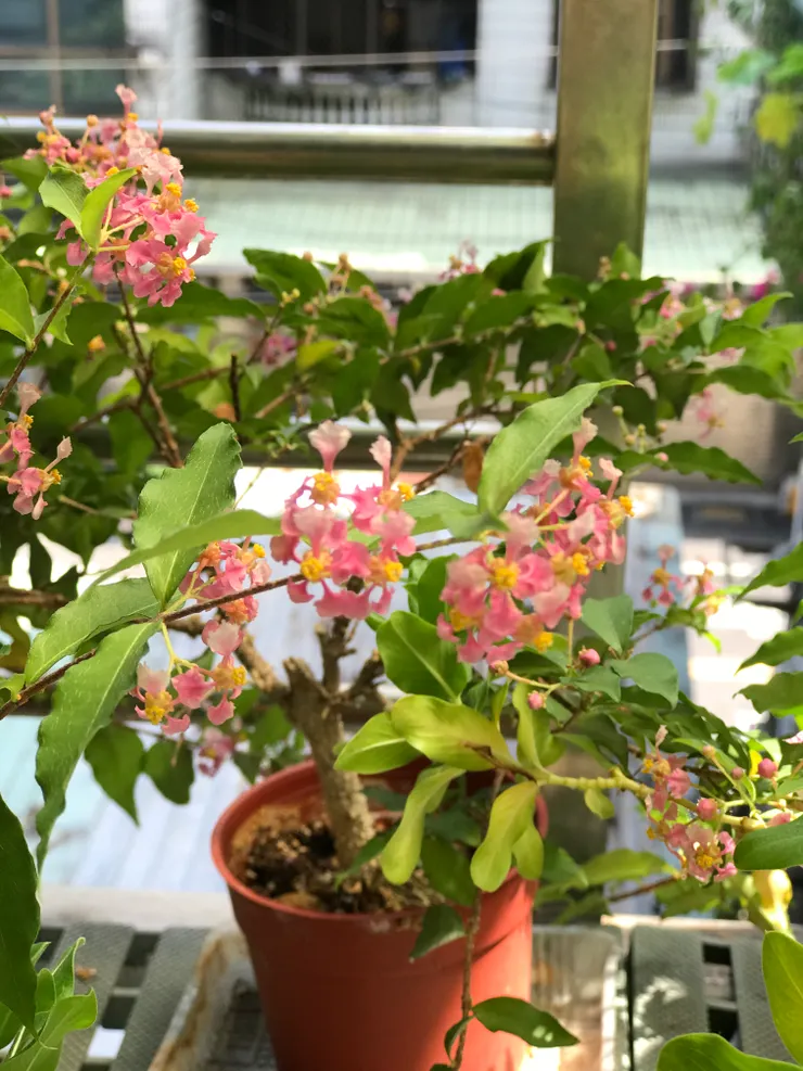 2024/9李氏櫻桃花爆開