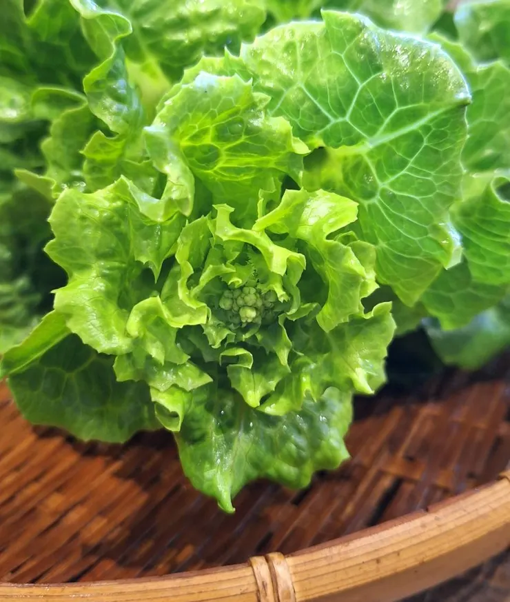 萵苣頂部出現花蕾