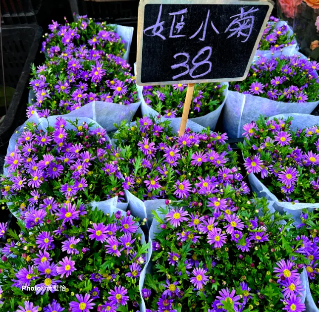 姬小菊，是誰給你改的美麗名字？