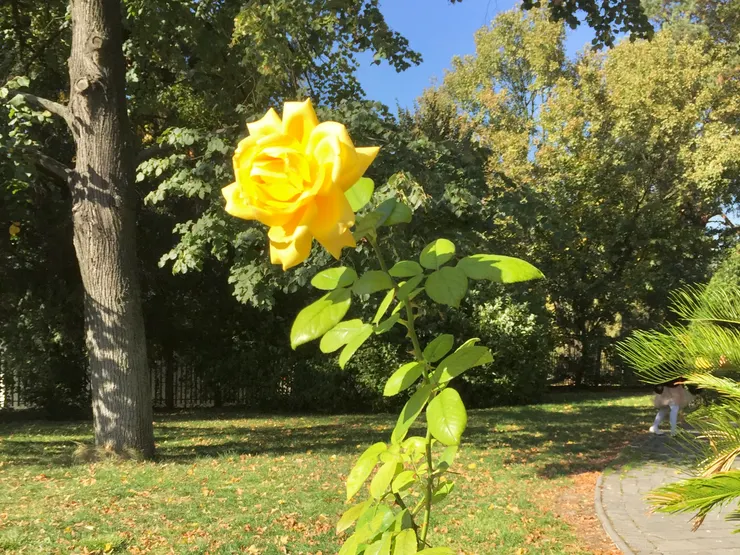 在日本，父親節要送上黃色玫瑰表達感謝之意