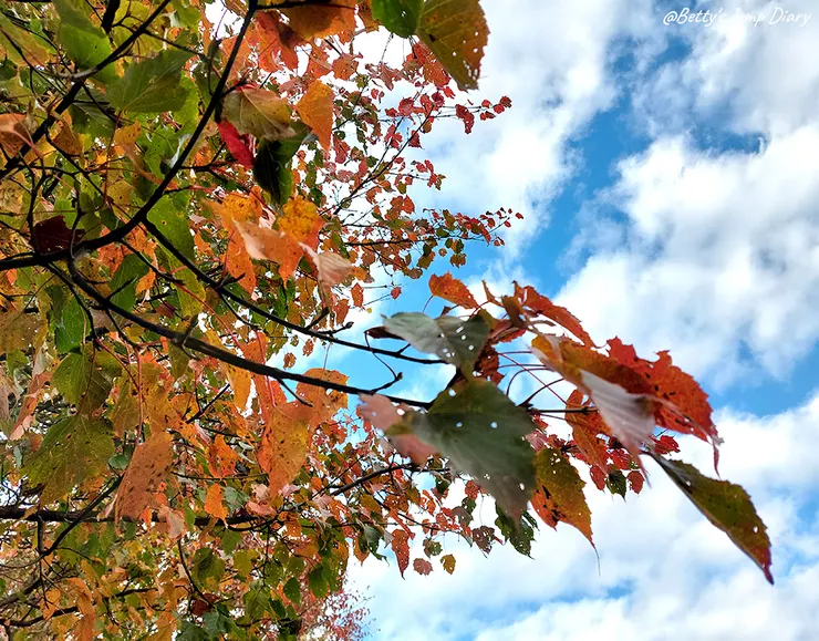 ▲台中「大雪山國家森林遊樂區」/圖片來源：Betty's Jump Diary