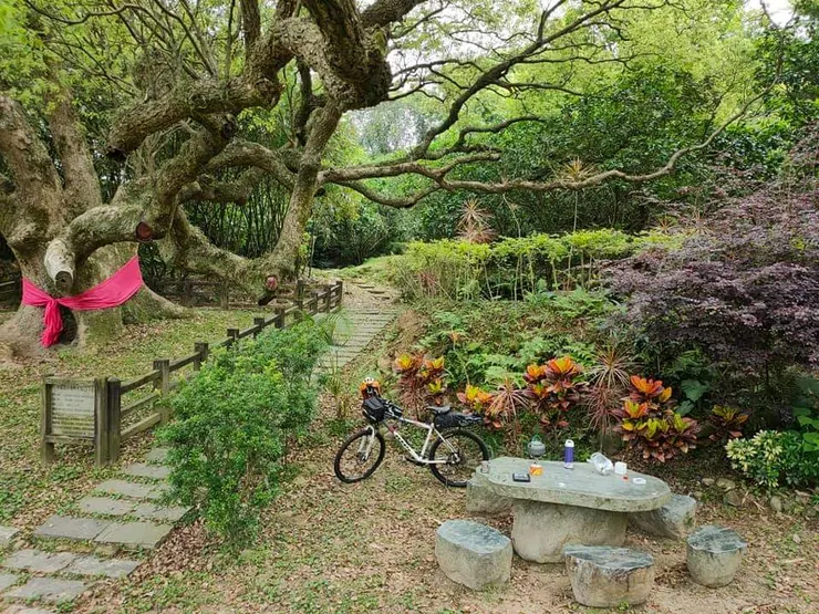 陪樟樹爺爺聊天