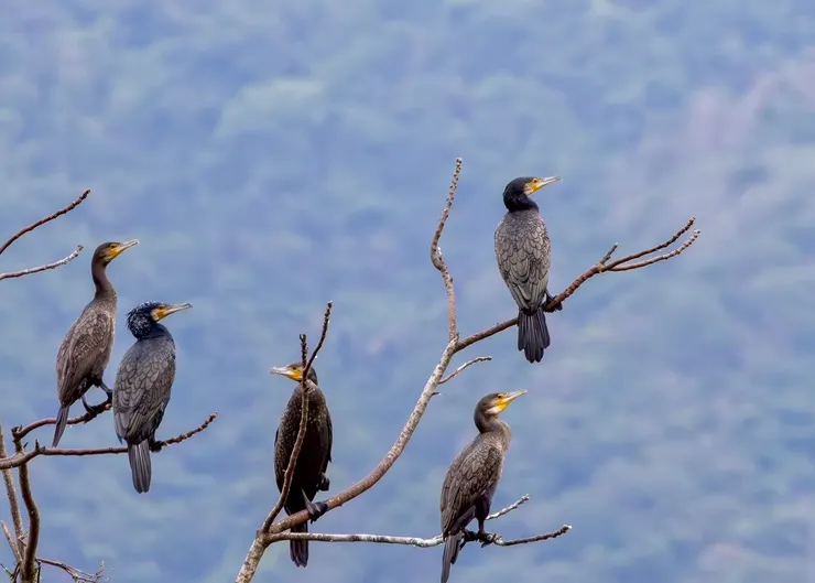 圖07 在怡園渡假村觀察到約400隻停棲或飛過的鸕鷀，畫面非常壯觀(潘敏芝攝)
