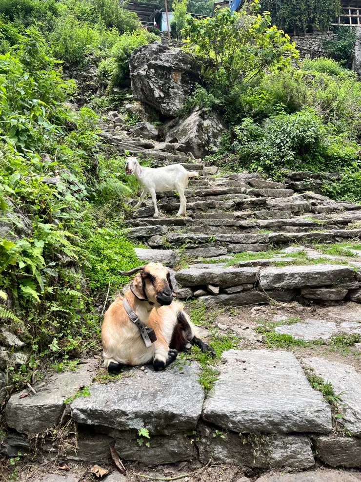 沿路會遇到好多動物，地上也會有很多便便XD