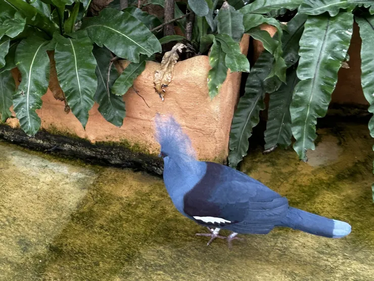 鳳冠鳩