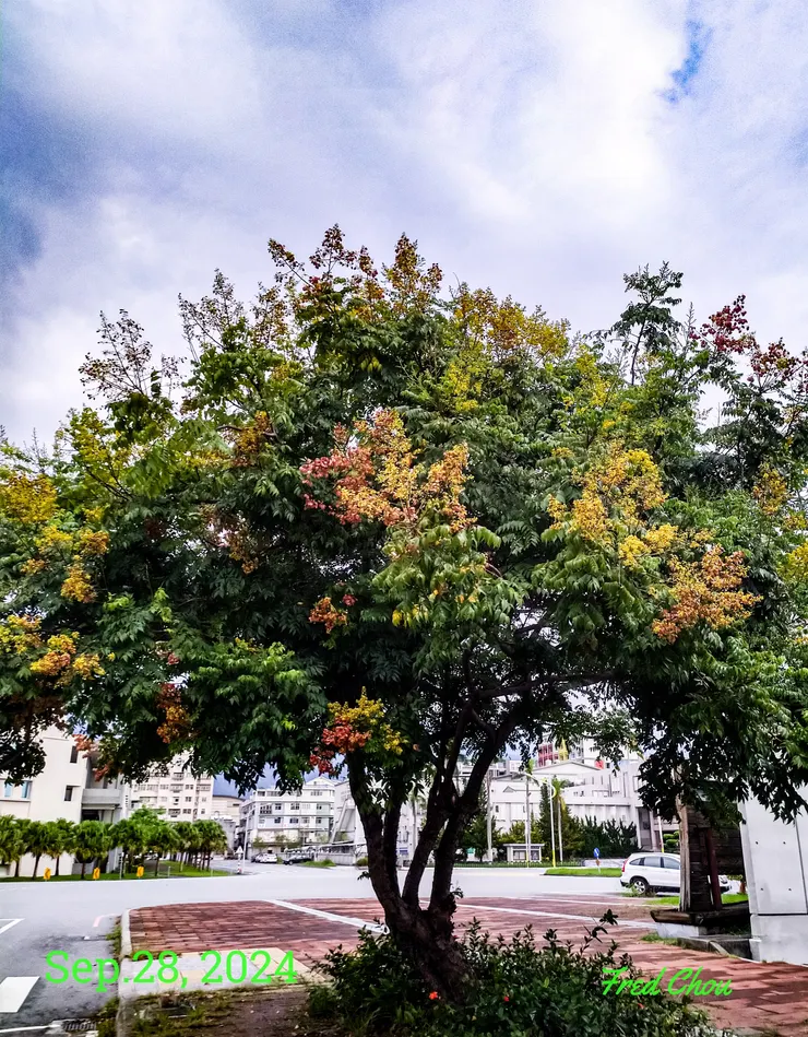 台灣欒樹的花形到樹形都具有獨特的優雅格調。目前應該是中期，正是彩色繽紛， 美不勝收之際， 加上賞花客還沒 “風到” 此種台灣特有種的珍品。