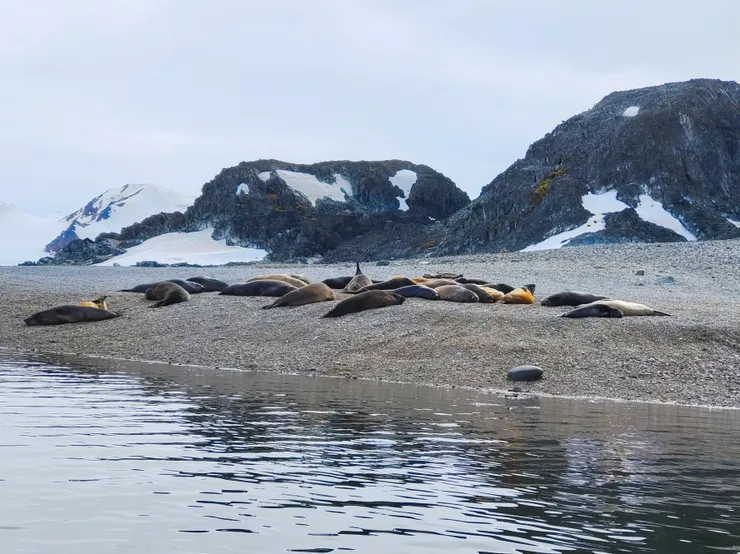 阿德萊德島在岸邊休息的海豹。本該登岸，但登岸處距動物太近，只能巡航。南極。