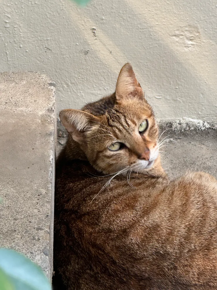 2026/03/17 停車場遇到的貓