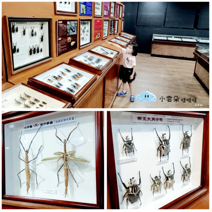 各種奇特的昆蟲標本讓小雲朵看的入神