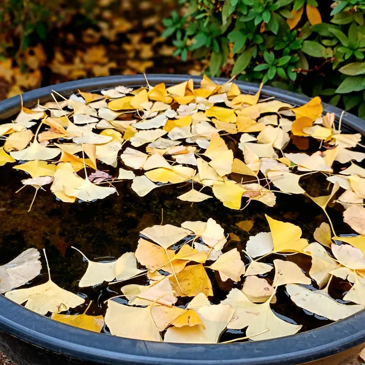 當你走近 請你細聽 那顫抖的葉是我等待的熱情