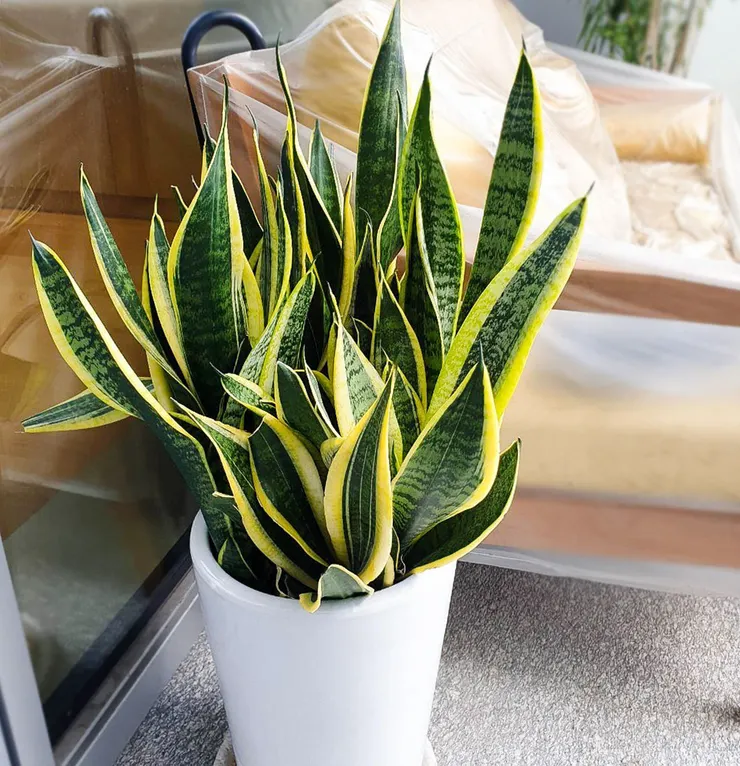 別少看這棵樸實的植物，對室內空氣淨化有幫助。