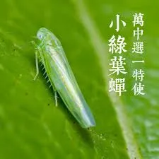 東方美人的'蜜'訣