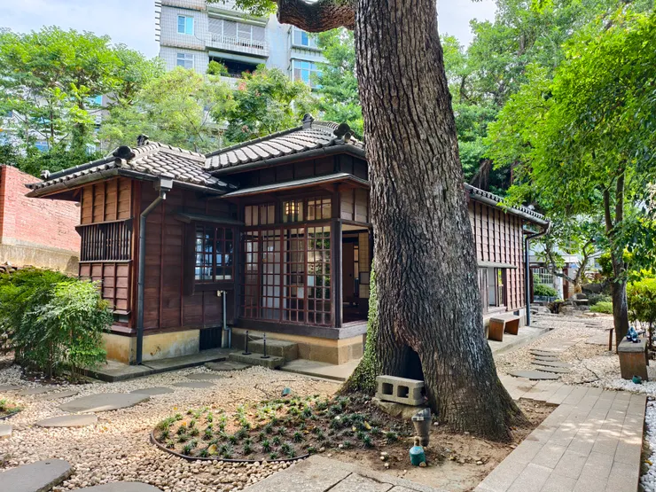 後院有兩顆百年老樹，這棵是樟樹。