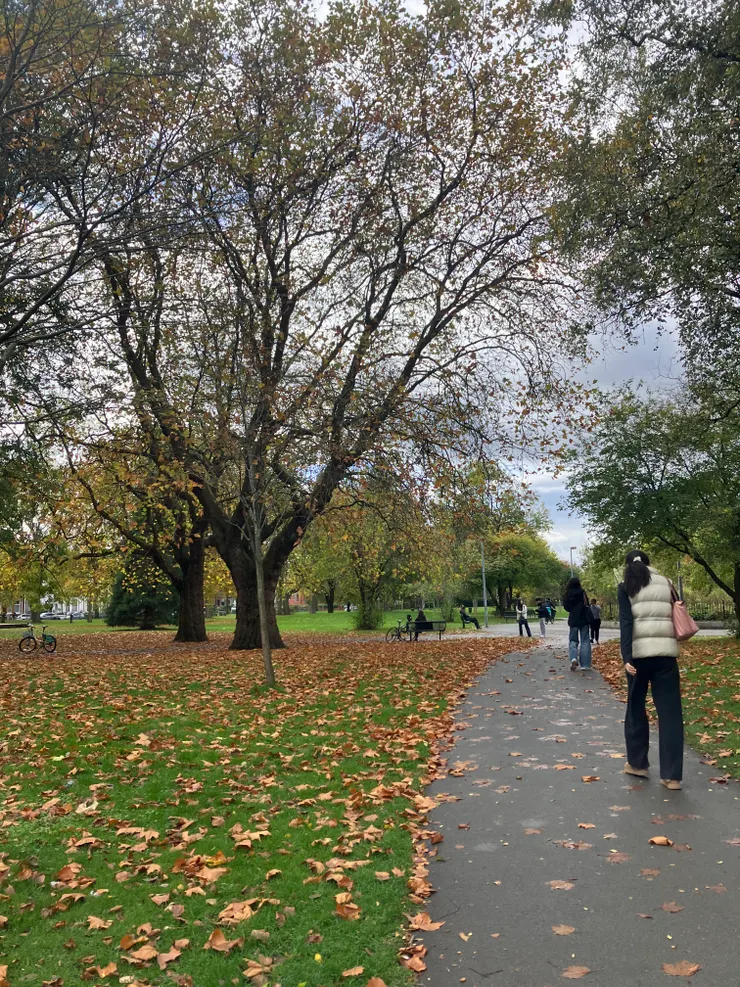 橘色落葉地毯！