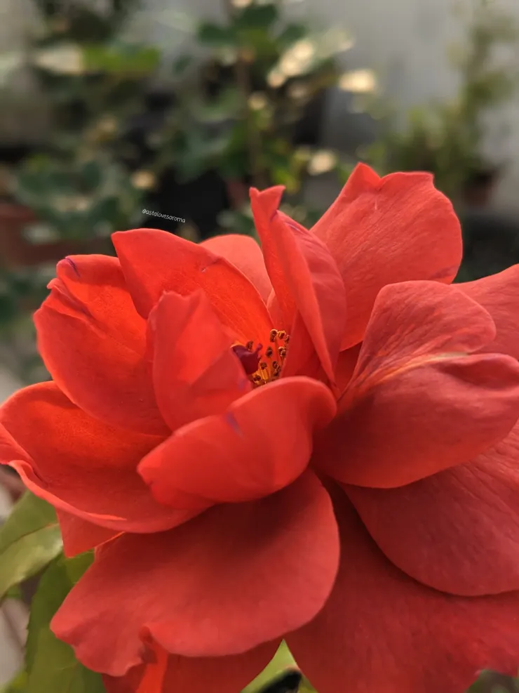 熱可可 四月春花