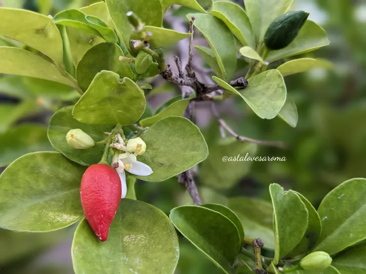 近日的月橘果實，會由綠逐漸成熟轉紅