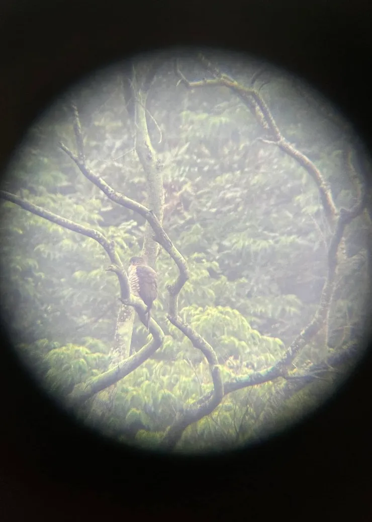 圖11 在枯枝上發現一隻停棲的鳳頭蒼鷹 