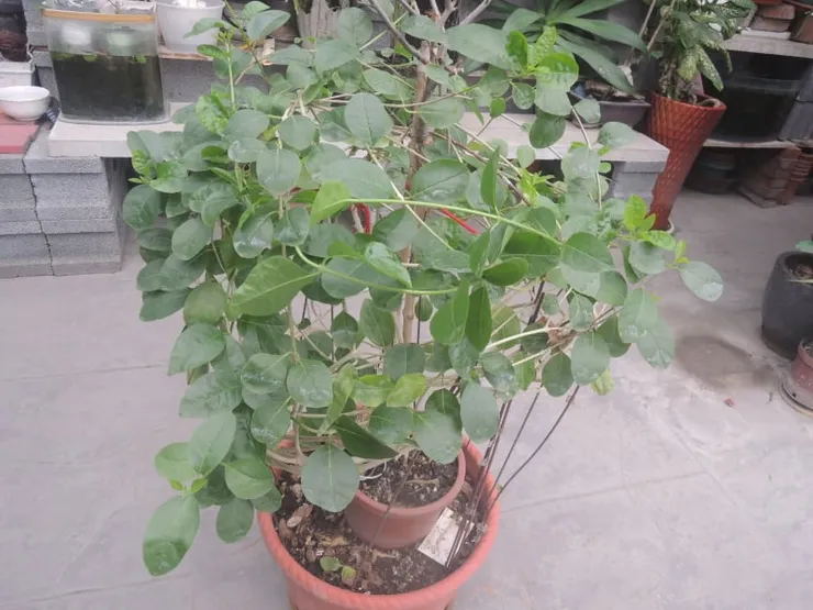 一整個成為苦林盤盆栽