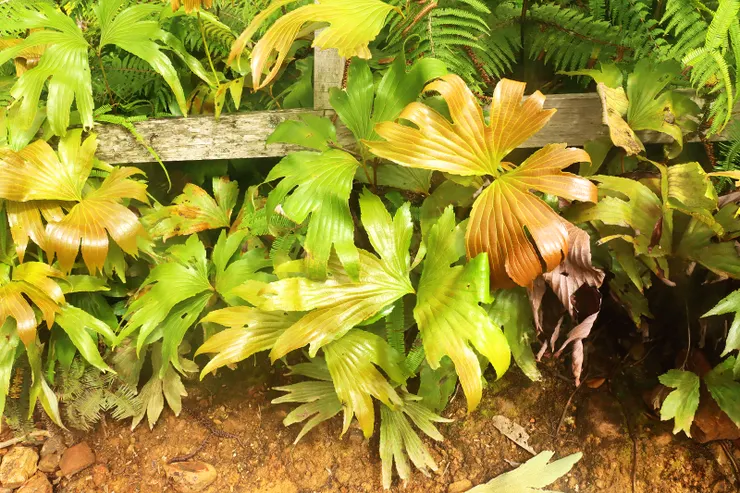 ▲居然也有雙扇蕨（新北巿府應該來締結姐妹步道）