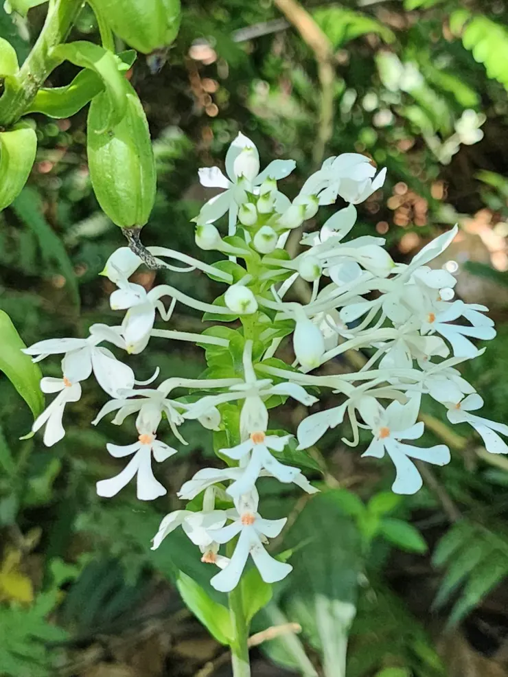 白鶴蘭海拔1000公尺以下台灣特有種