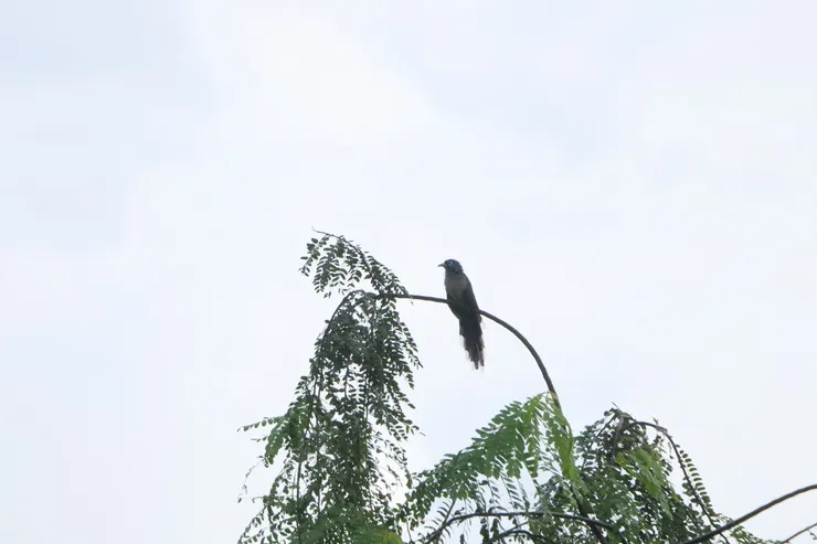 Blue-faced Malkoha 
