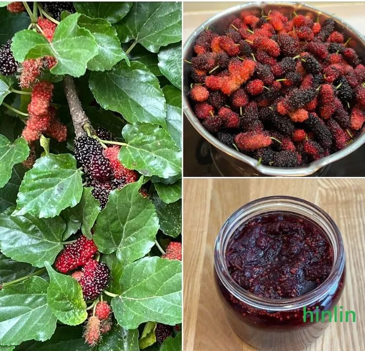 桑葚，從產地到餐桌