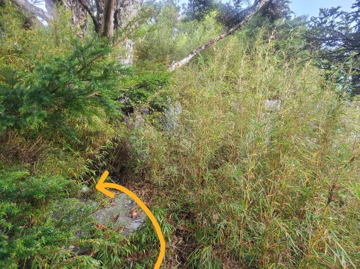 走到這裡會覺得路怎麼斷掉了，其實被上面樹葉擋住要左拐