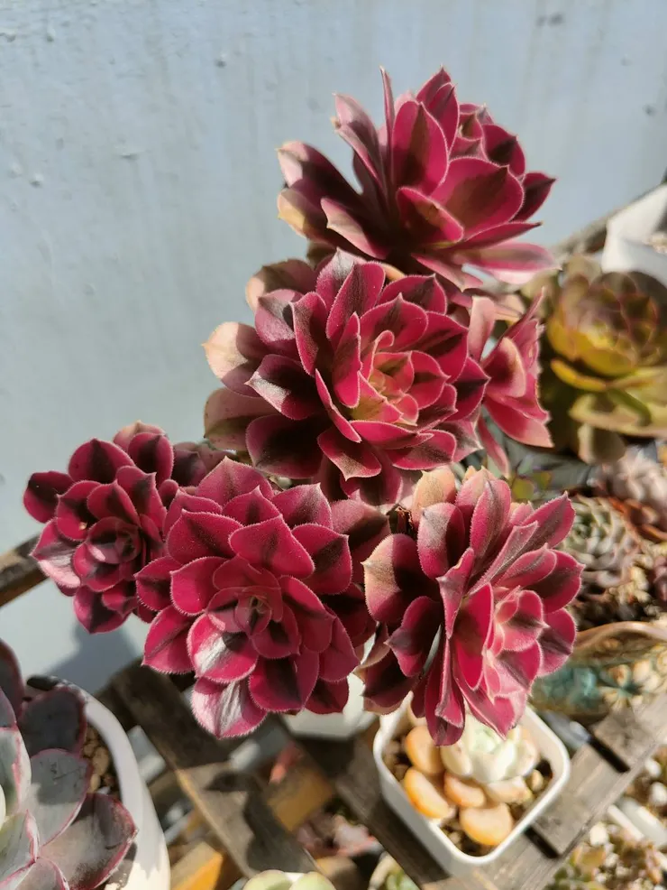 粉女巫完全盛開的樣子 , 非常引人注目