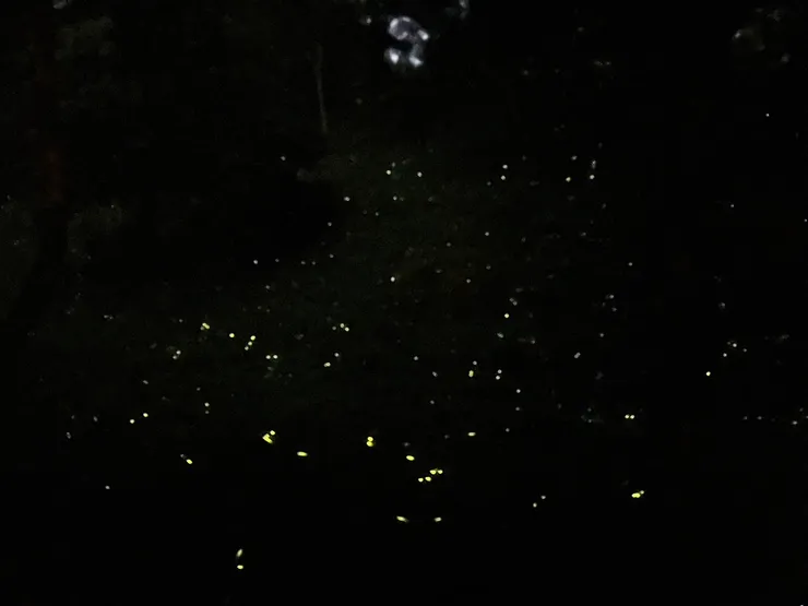 滿山滿谷的螢火蟲十分驚艷!真是太美了!