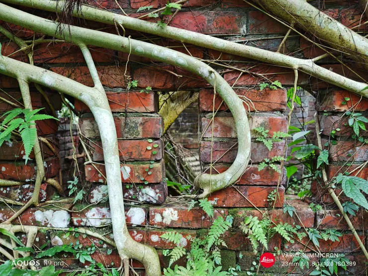 榕根與廢墟(SHARP AQUOS R9 pro,23mm)